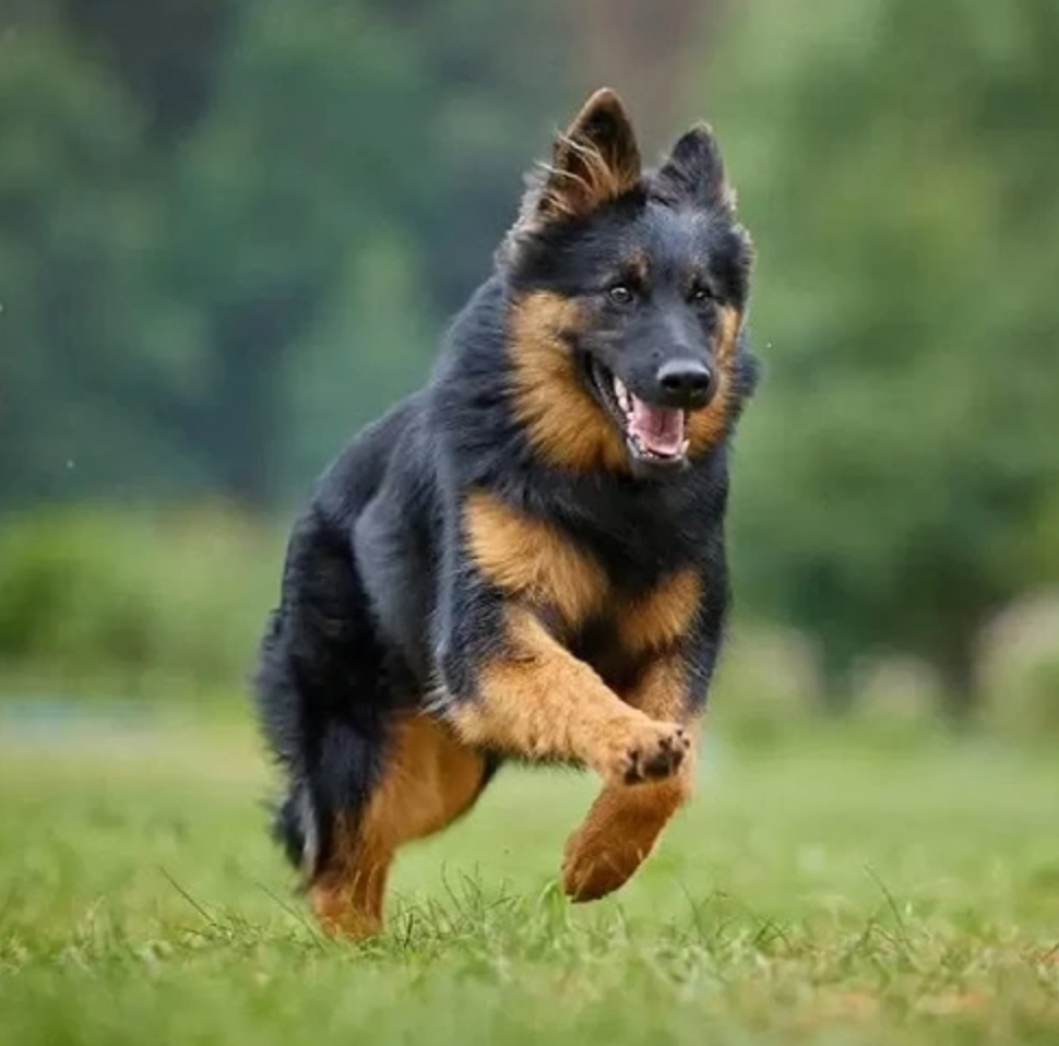 Bohemian Shepherd